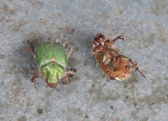 Brachysternus prasinus