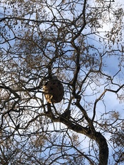 Vespa velutina