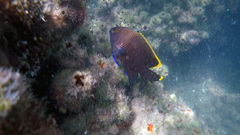 Plectroglyphidodon apicalis