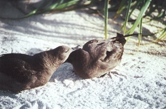 Puffinus nativitatis