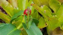 Anolis roquet