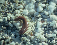 Pherecardia striata
