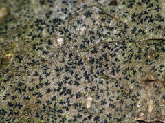 Pseudoschismatomma rufescens