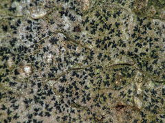 Pseudoschismatomma rufescens