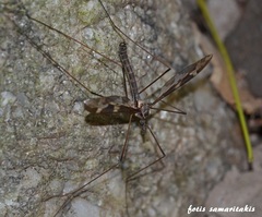 Acutipula