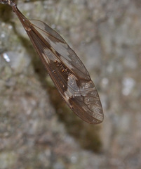 Acutipula