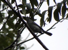 Polioptila caerulea