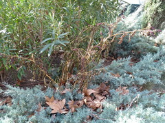 Phytolacca americana