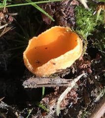 Neottiella