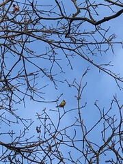 Cyanistes caeruleus