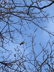 Cyanistes caeruleus