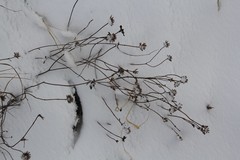 Ziziphora clinopodioides