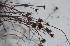 Ziziphora clinopodioides