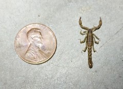 Superstitionia donensis