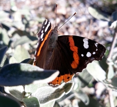 Vanessa atalanta