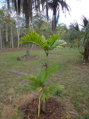 Ptychosperma waitianum