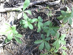 Potentilla gracilis