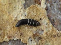 Lepisma baeticum