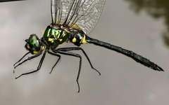 Somatochlora graeseri