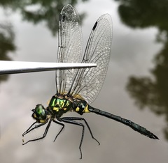 Somatochlora graeseri