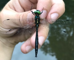 Somatochlora graeseri