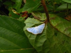 Leuciris fimbriaria