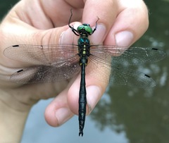 Somatochlora graeseri