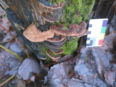 Phellinopsis conchata