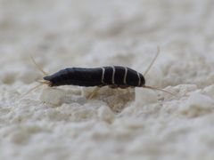 Lepisma baeticum