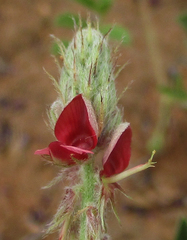 Indigofera daleoides image