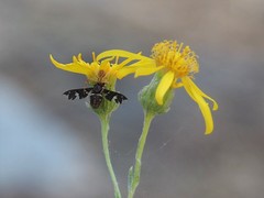 Exoprosopa caliptera