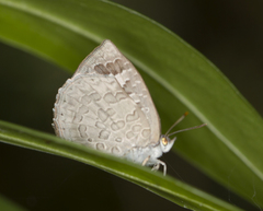 Arhopala ganesa