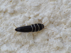Lepisma baeticum