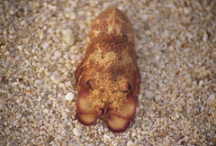 Scyllarides squammosus