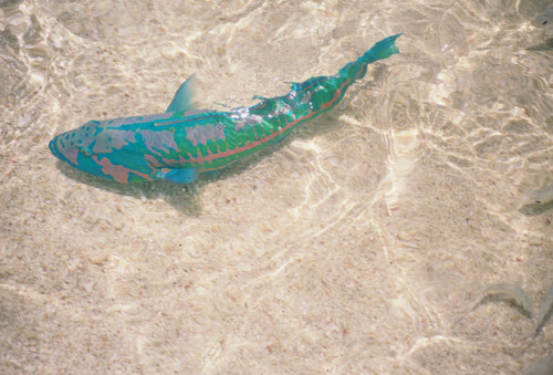 Green-blocked wrasse (Thalassoma purpureum) — Labridae — 3