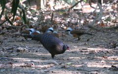 Polyplectron germaini