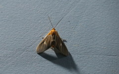 Asota producta