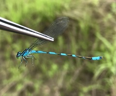 Coenagrion lanceolatum