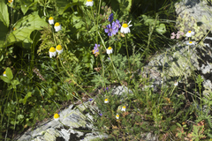 Chaerophyllum rubellum