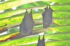 Cyttarops alecto