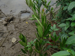 Magnoliopsida