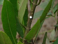 Magnoliopsida