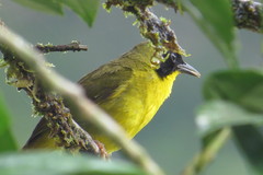 Geothlypis semiflava