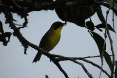 Geothlypis semiflava