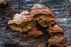 Phellinus chrysoloma