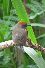 Synallaxis brachyura