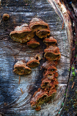 Phellinus chrysoloma