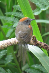 Synallaxis brachyura