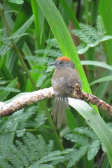 Synallaxis brachyura