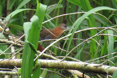Laterallus albigularis